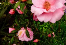 Taylor’s Pink Perfection: Camellia or Lipstick Color?