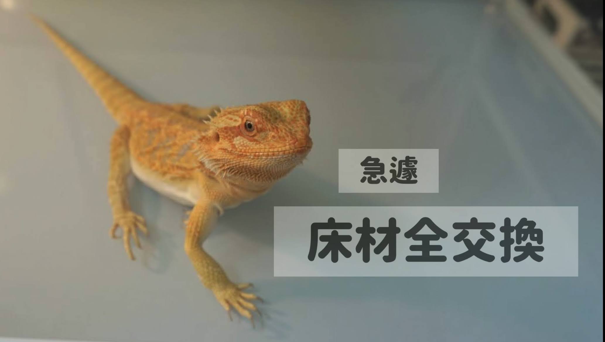 フトアゴヒゲトカゲの床材を急遽全交換したときのお話 - TAMAKEMONO Blog