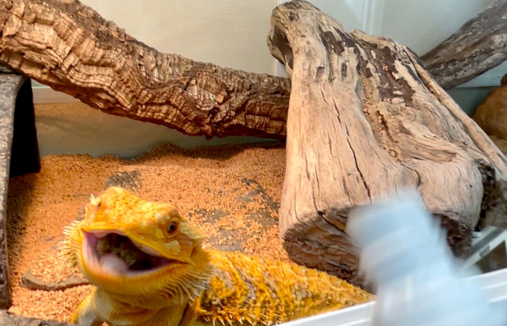 フトアゴゲル　フトアゴ