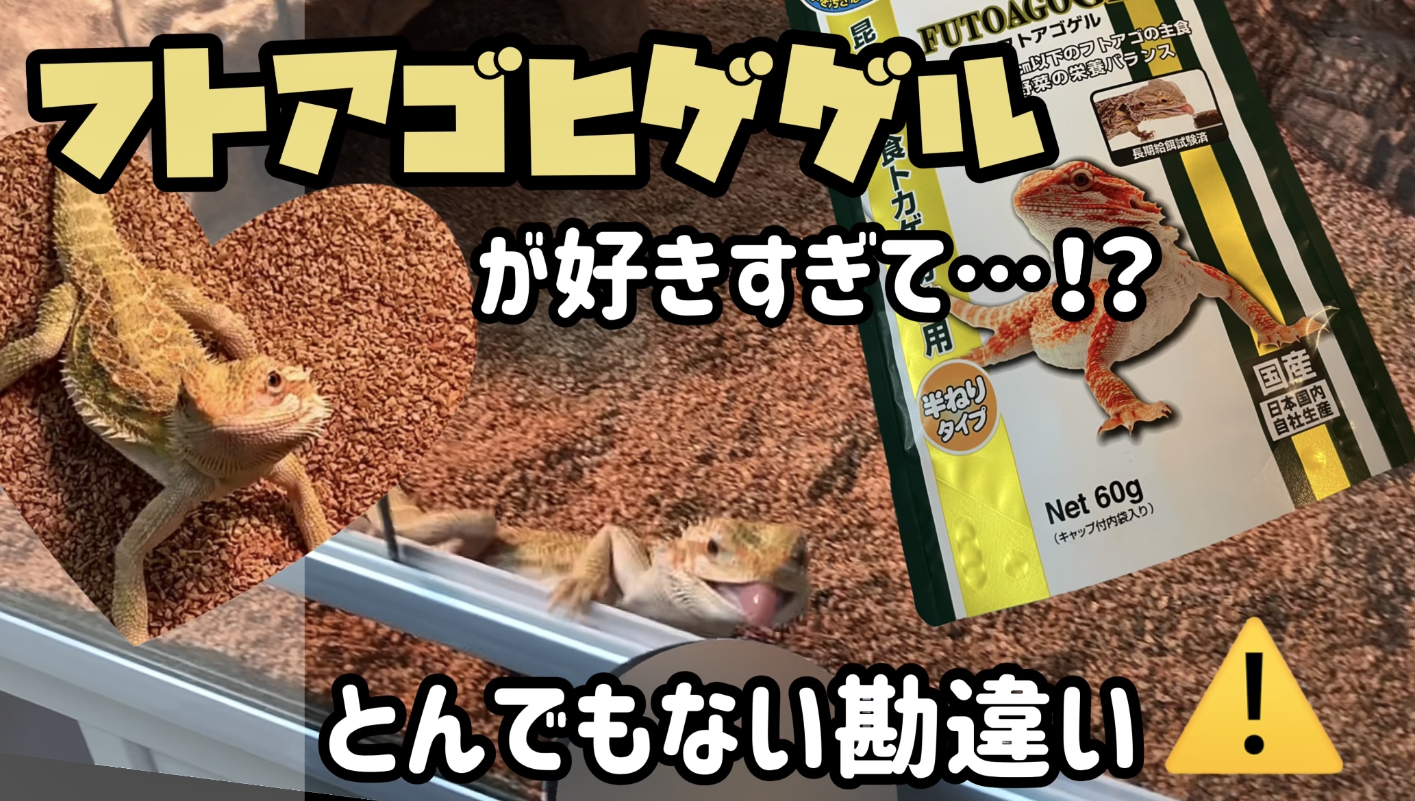 フトアゴゲル　フトアゴ