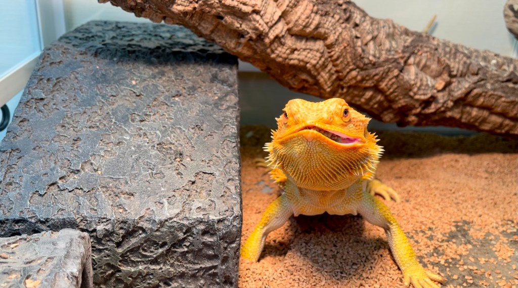 フトアゴヒゲトカゲ　悪い顔