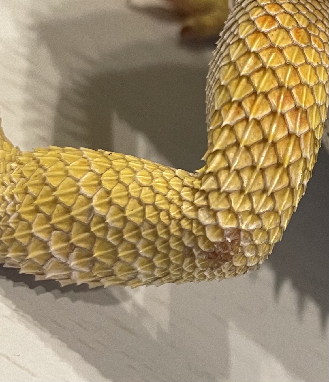 フトアゴヒゲトカゲの発情期の火傷と爪飛びのその後… - TAMAKEMONO Blog