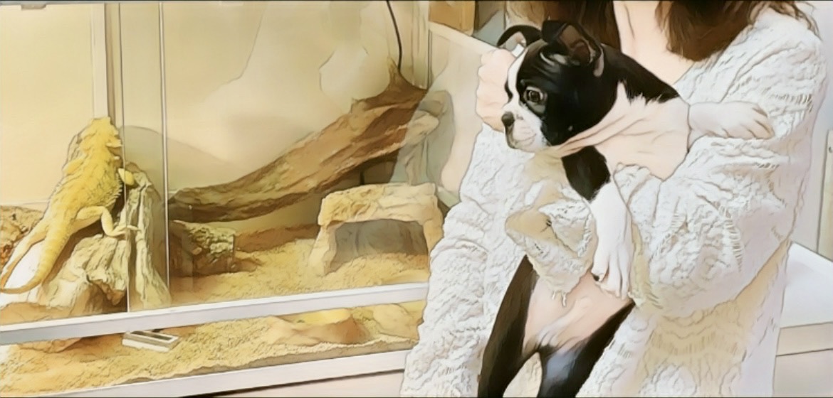 犬とトカゲ