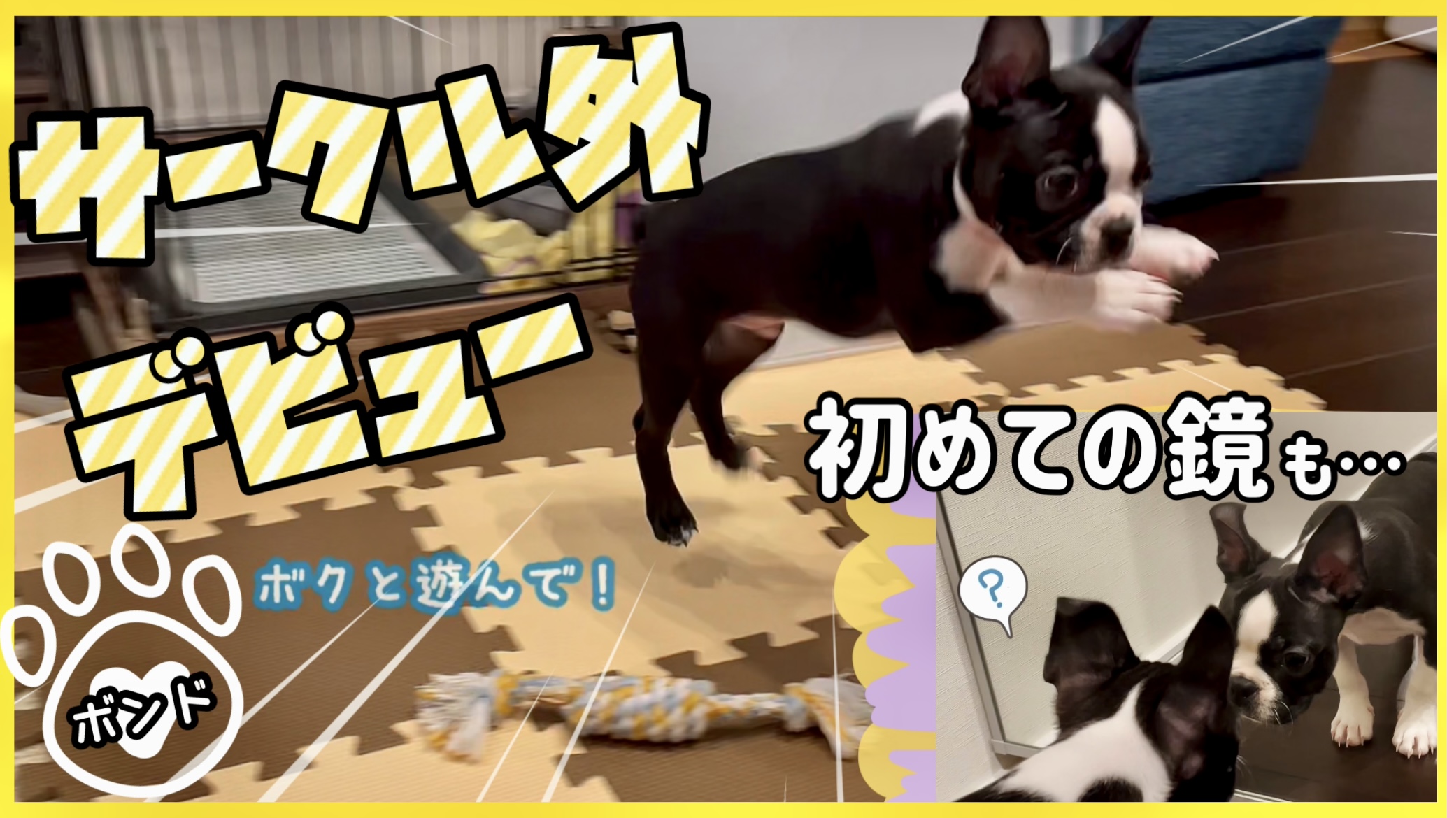 ボストンテリア　子犬