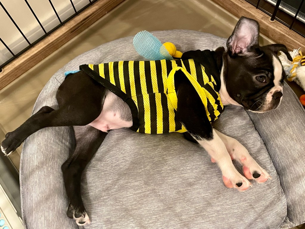 ボストンテリア 子犬