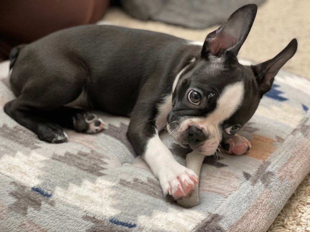 ボストンテリア 子犬
