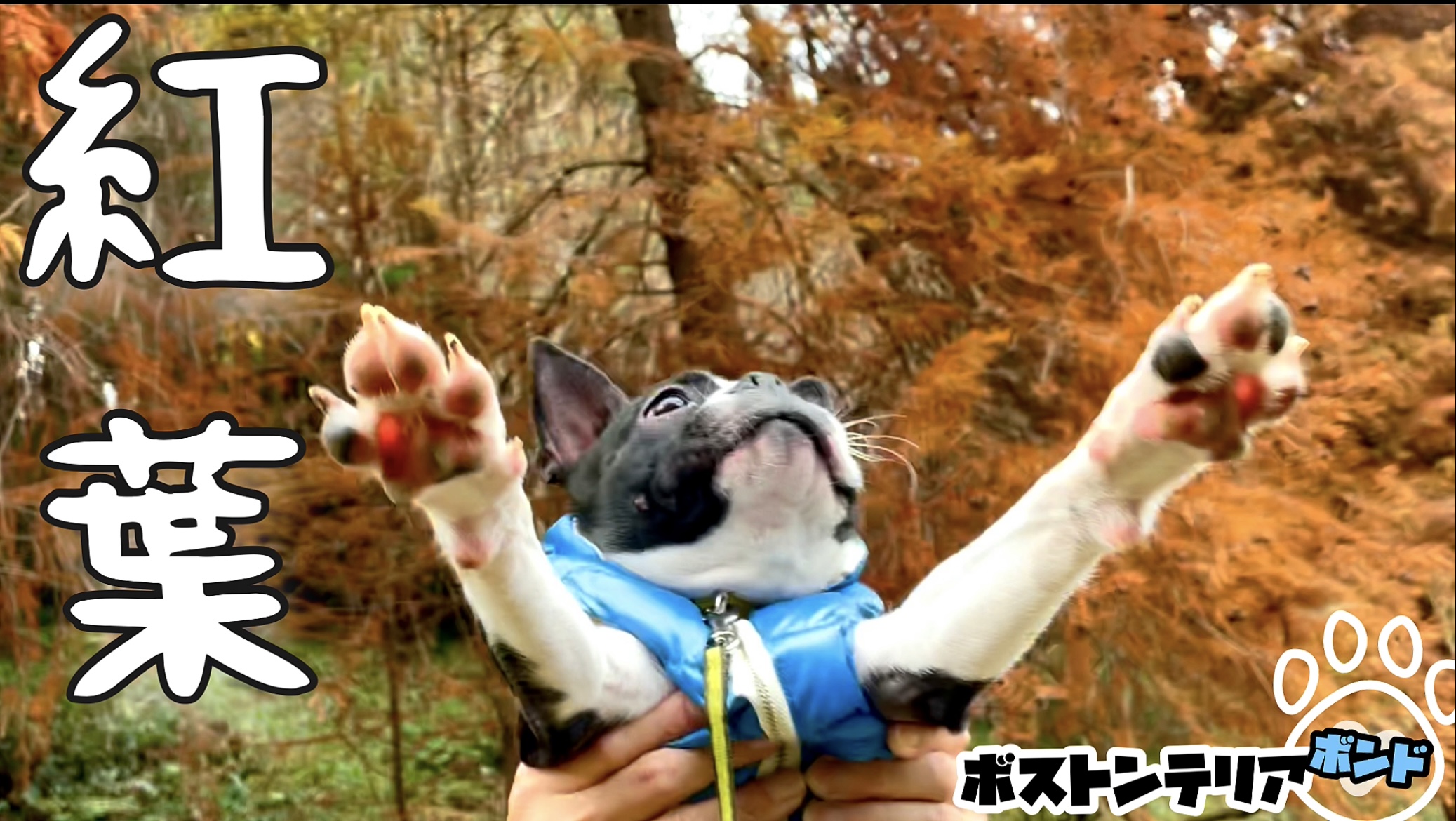 紅葉　ボストンテリア犬