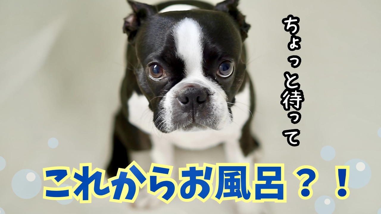 お風呂　ボステリ　ボンド
