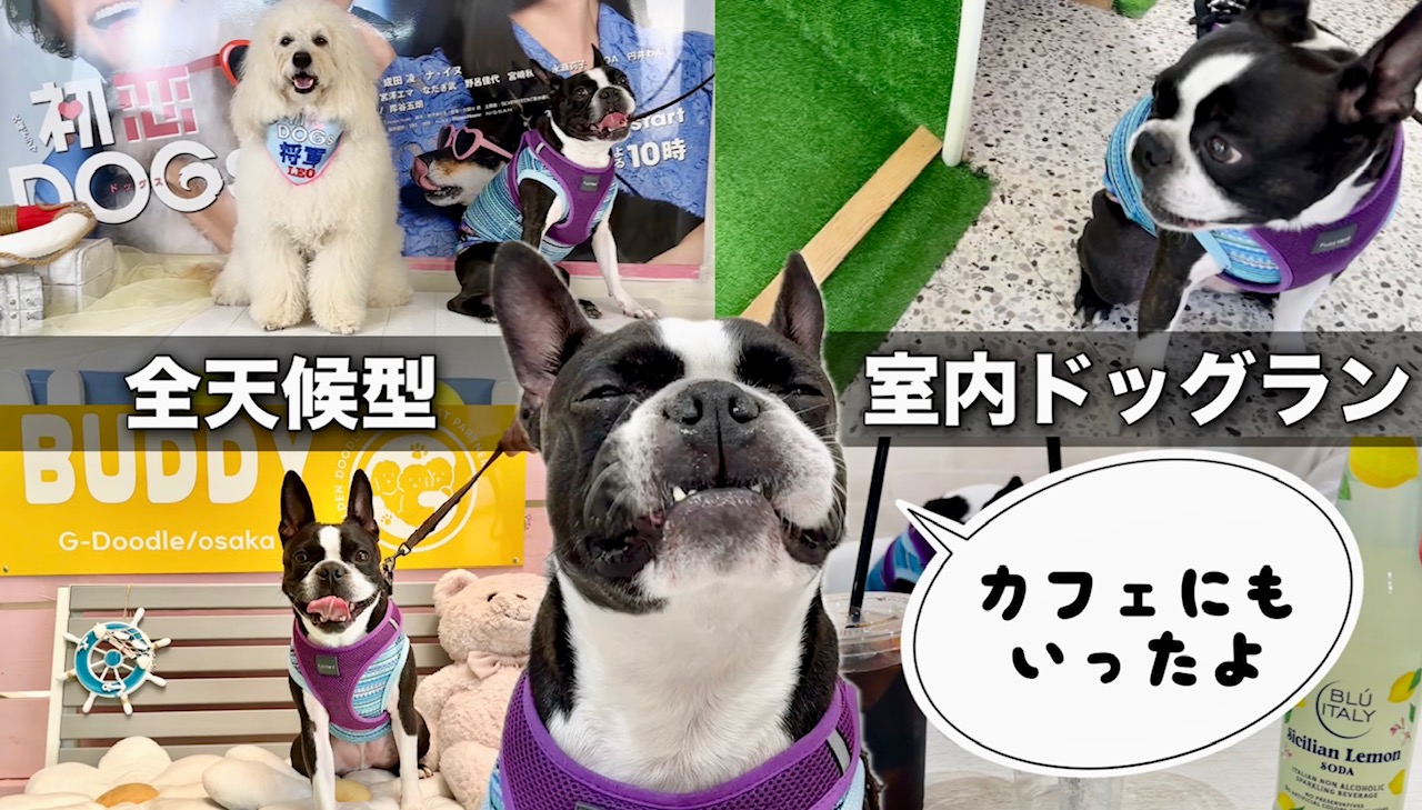 大阪室内ドッグランに遊びに行った動画のサムネ