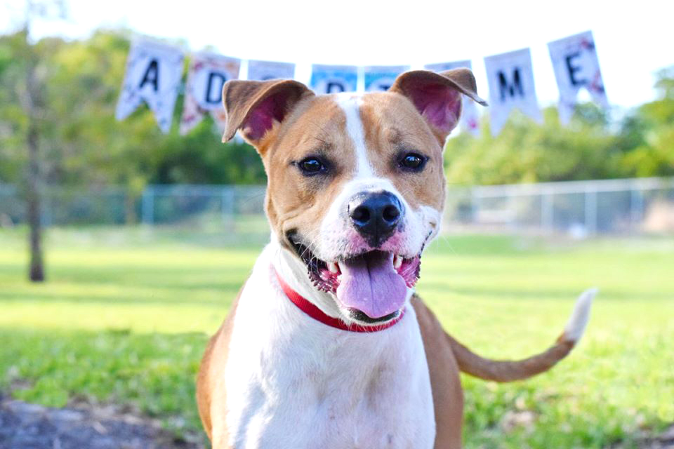 This good boy at broward county animal care hopes to find a forever home • tamarac talk
