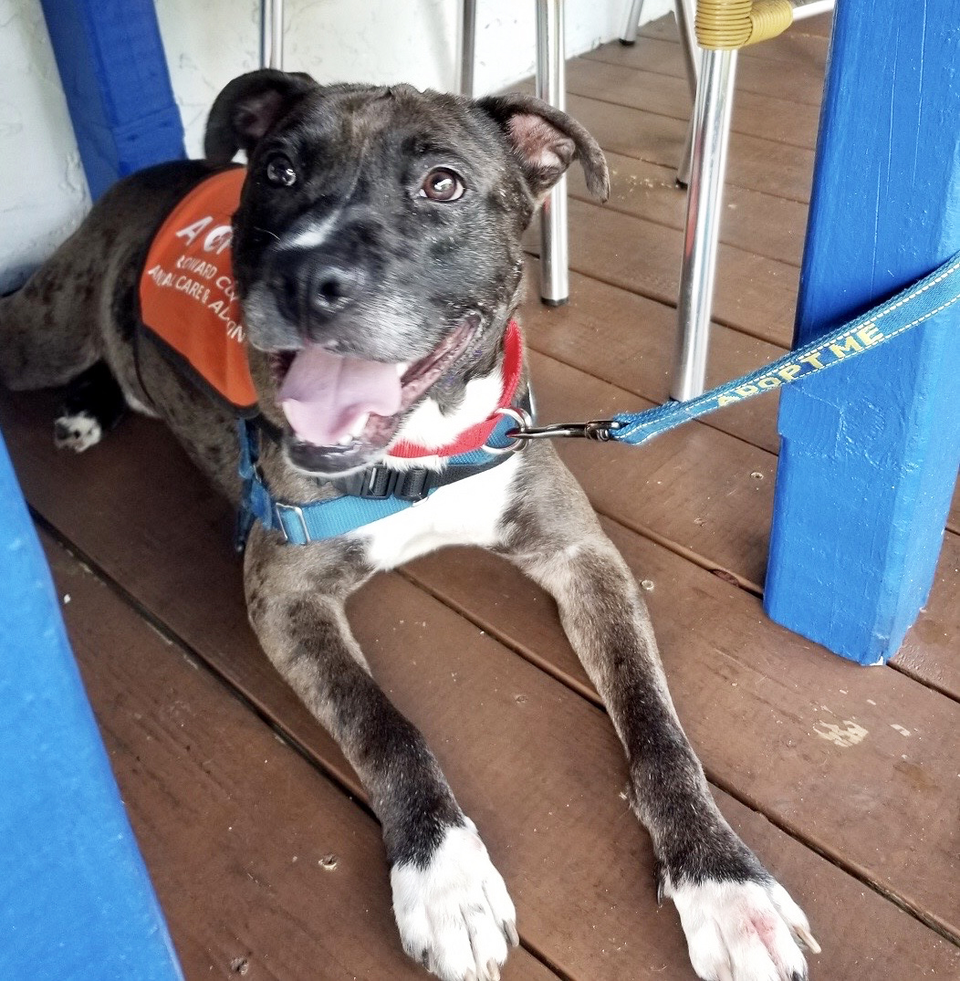 Rafael is a volunteer favorite and he's at broward county animal care