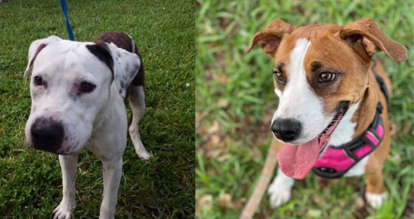 Broward county animal care hosts "clear the shelters" event with a family fun day • tamarac talk