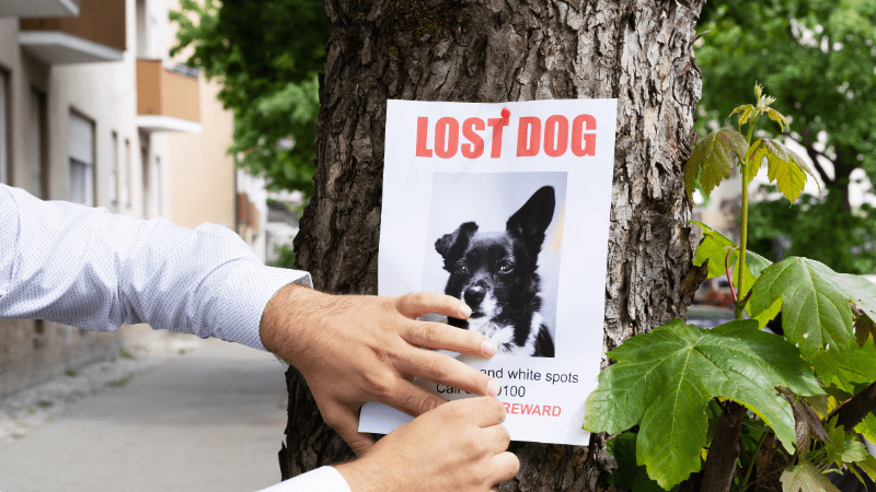 Scam alert: broward county animal care warns of lost pet scam targeting local residents