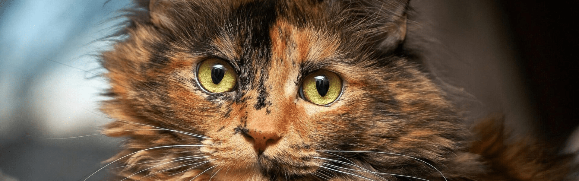 Beautiful Moments as a Cat Sitter: Puss In Sink