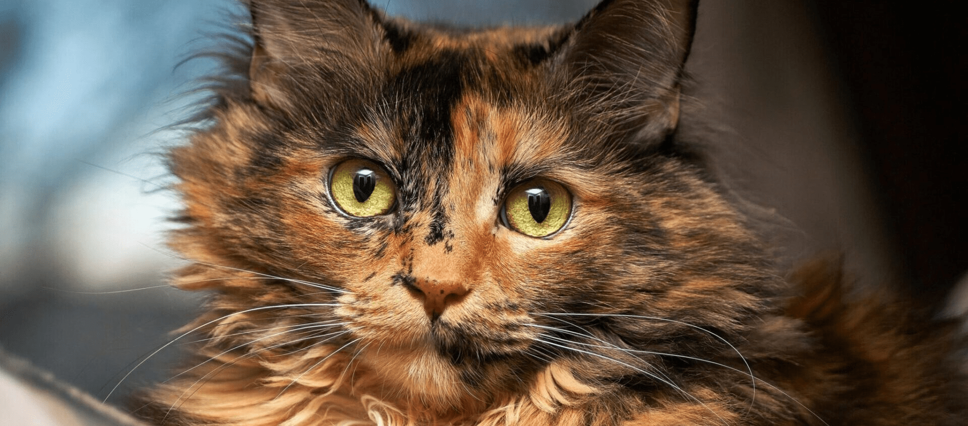 Beautiful Moments as a Cat Sitter: Puss In Sink