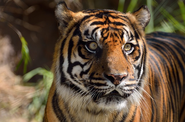 Persebaran Fauna di Indonesia Tambah Pinter Tambah Pinter