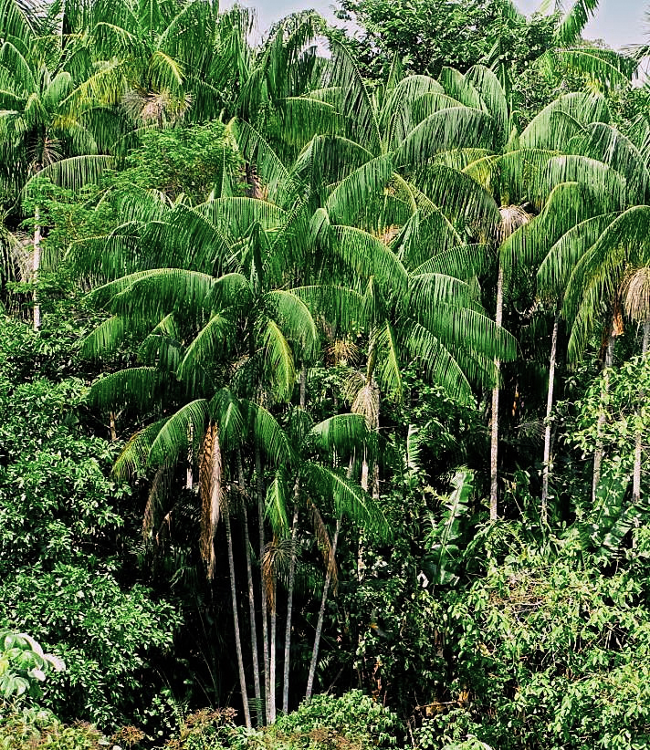 Buy Acai Palm Fruit Tree Euterpe Oleracea