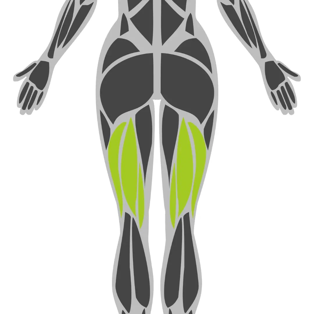 Hamstrings Illustration