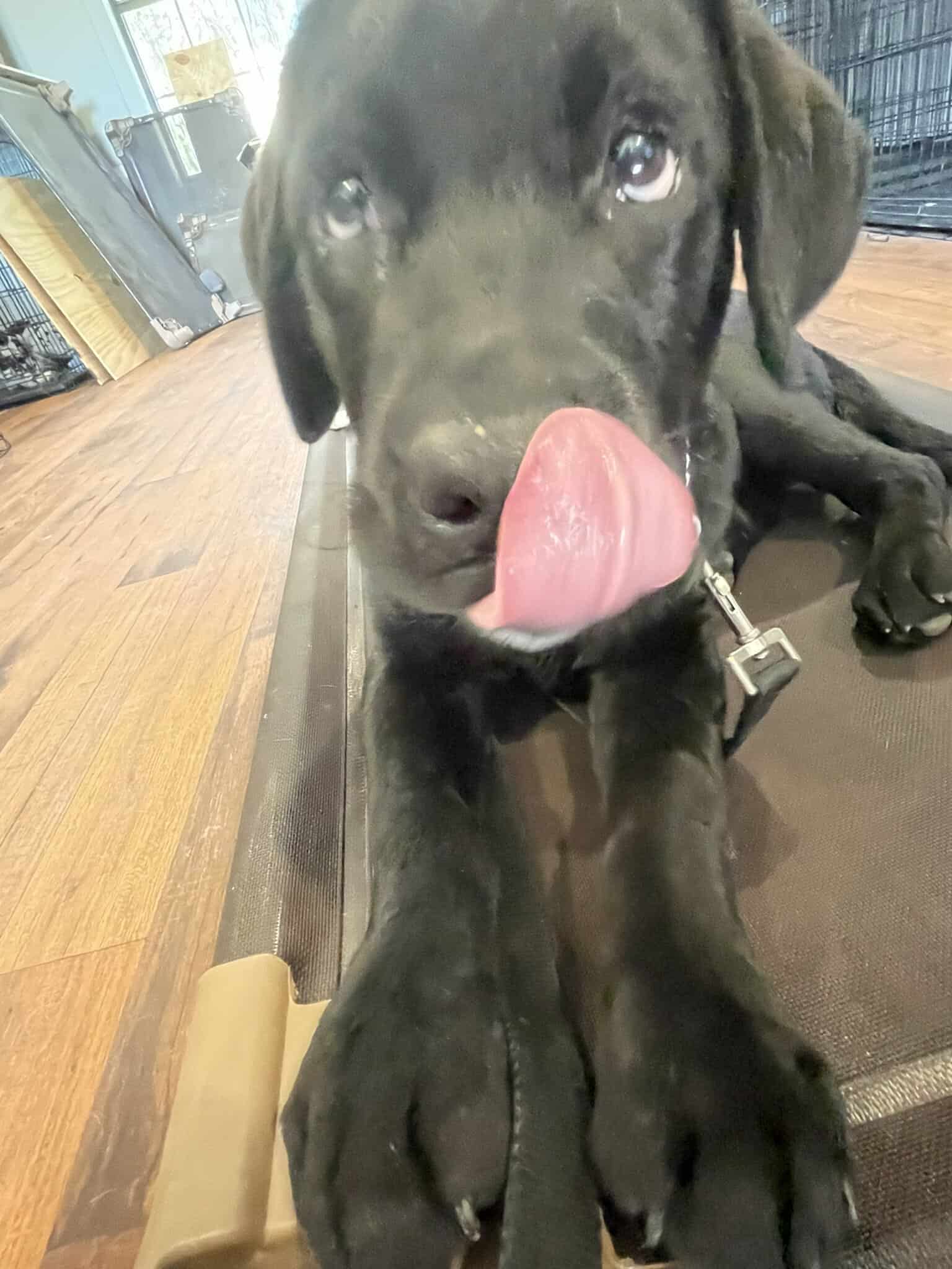A black Labrador Retriever puppy licking his lips for his favorite treats!