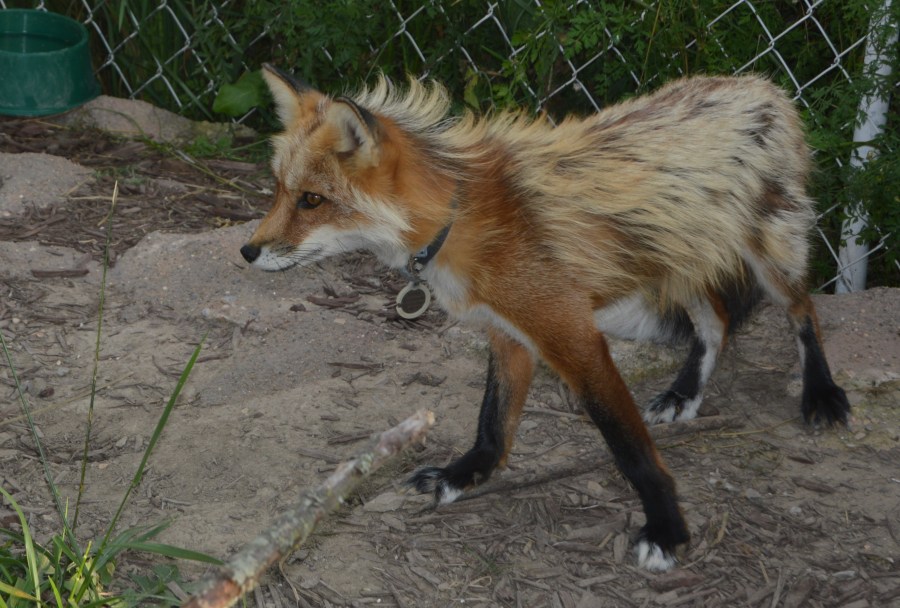 Supe's Exotic Jungle In Fenton, MI Tamera's Tidbits