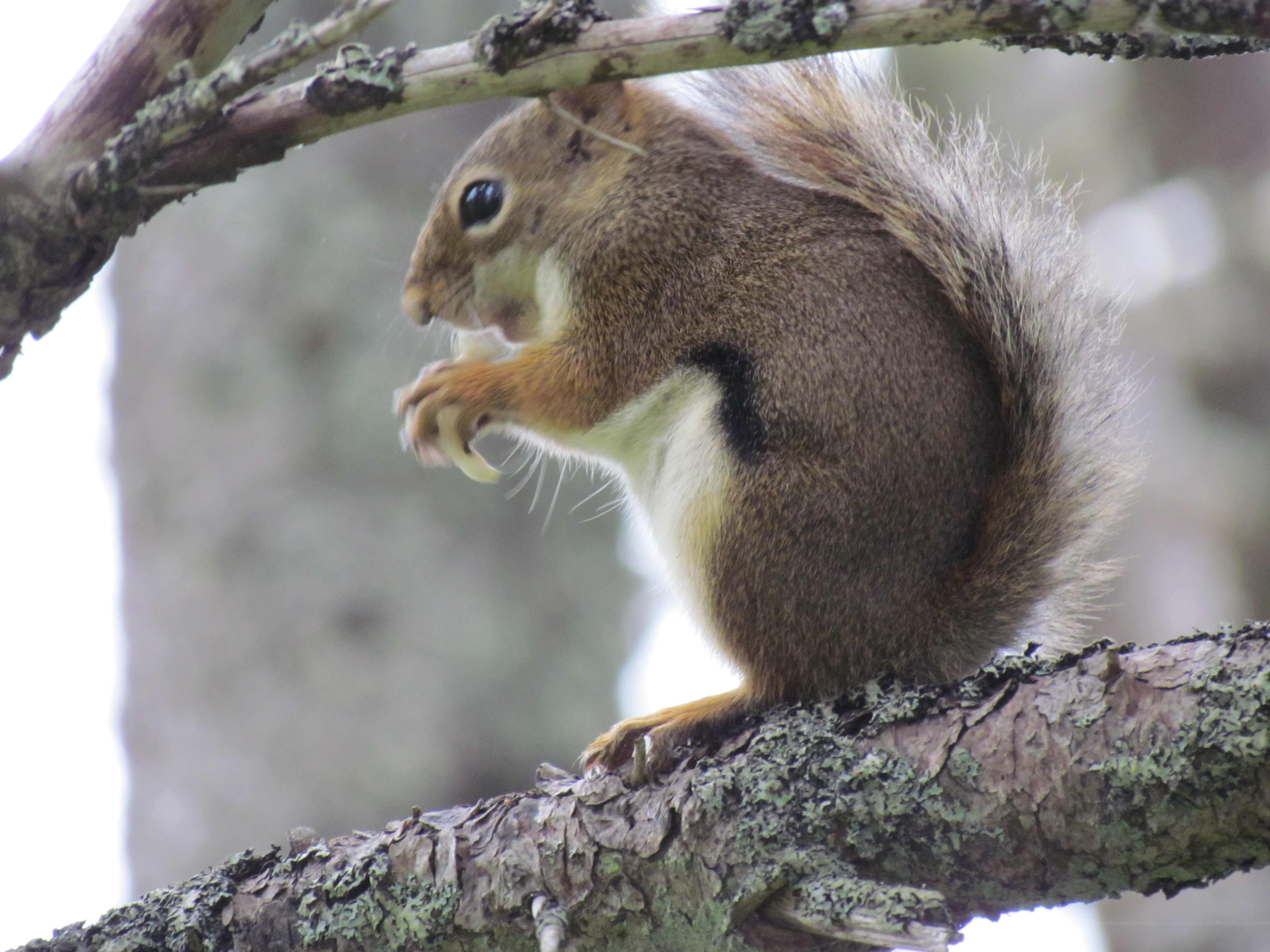 Eichhörnchen auf Ast