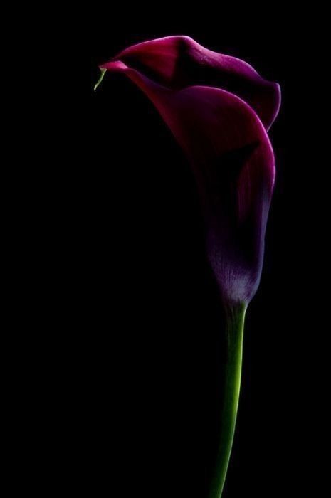 A delicate flower as a visual metaphor for the elegance and sophistication of a high class independent escort in London