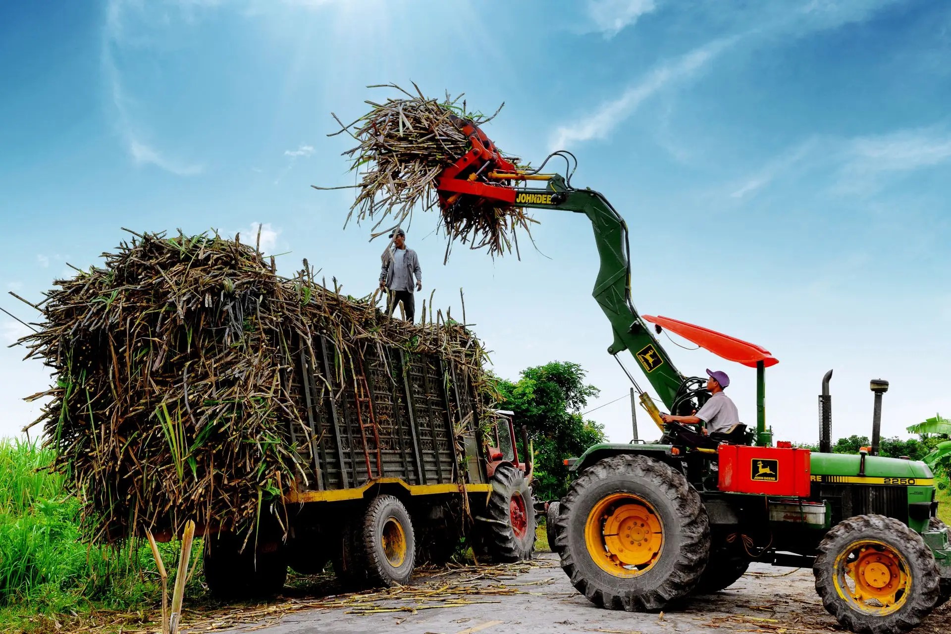 Ngành mía đường tại Việt Nam giữ vai trò quan trọng trong phát triển kinh tế