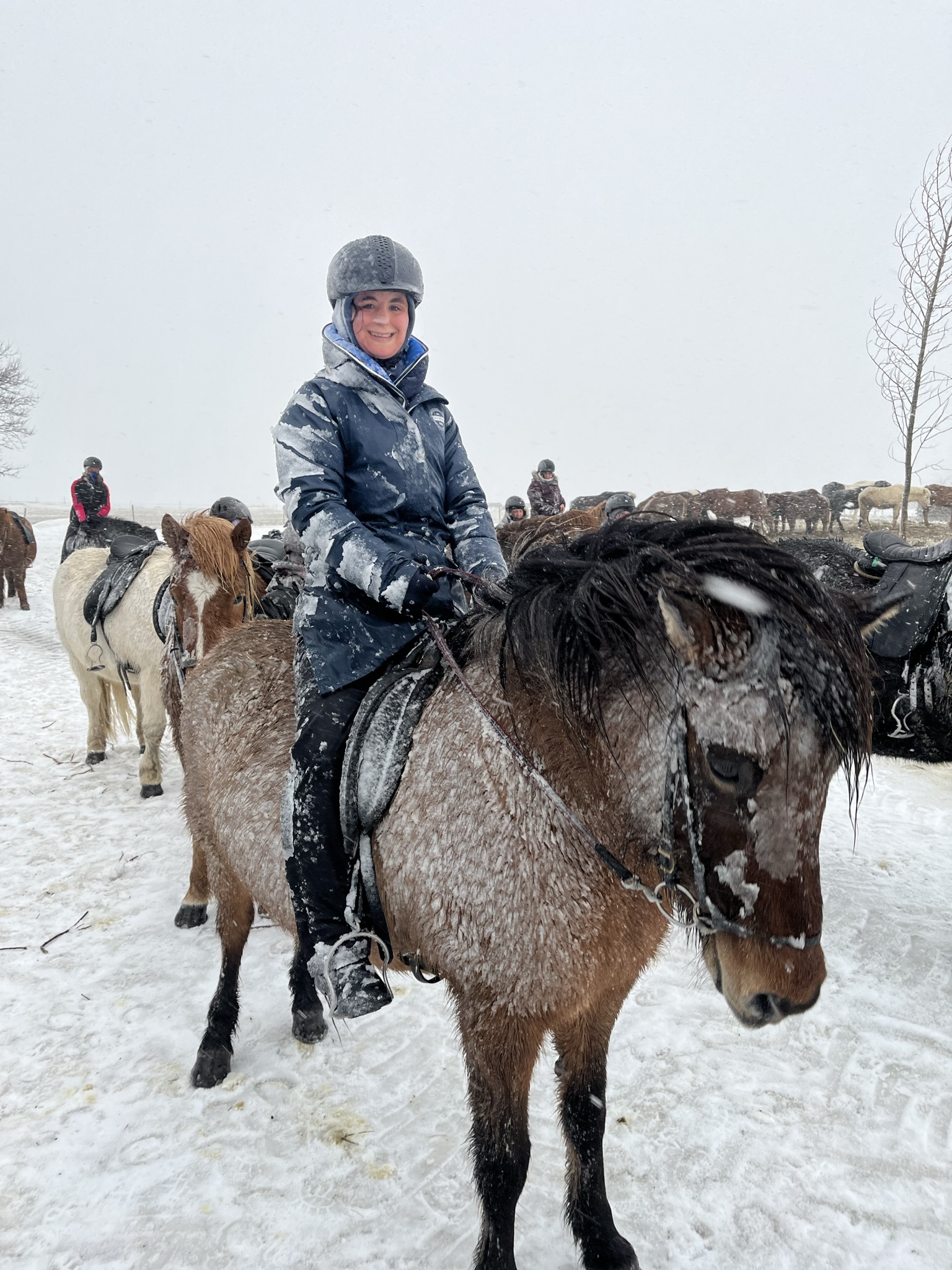 Islandshestar Winter riding and Northern Lights