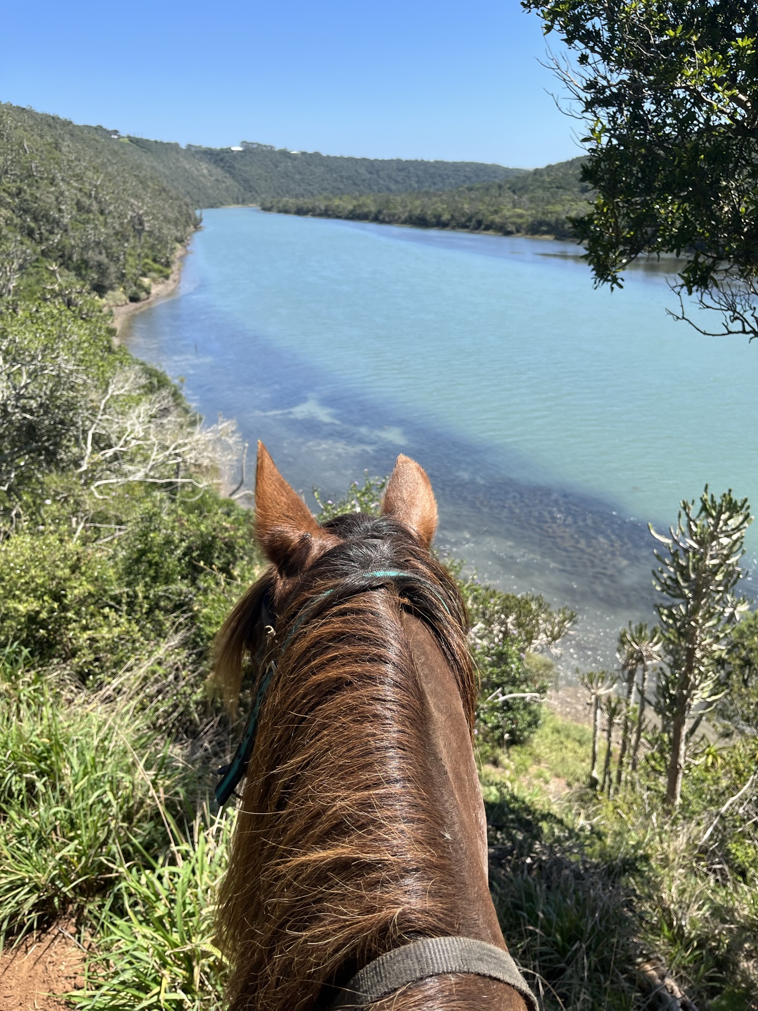 Beachcomber Horse Trails 90 Minuten Fluss Ausritt