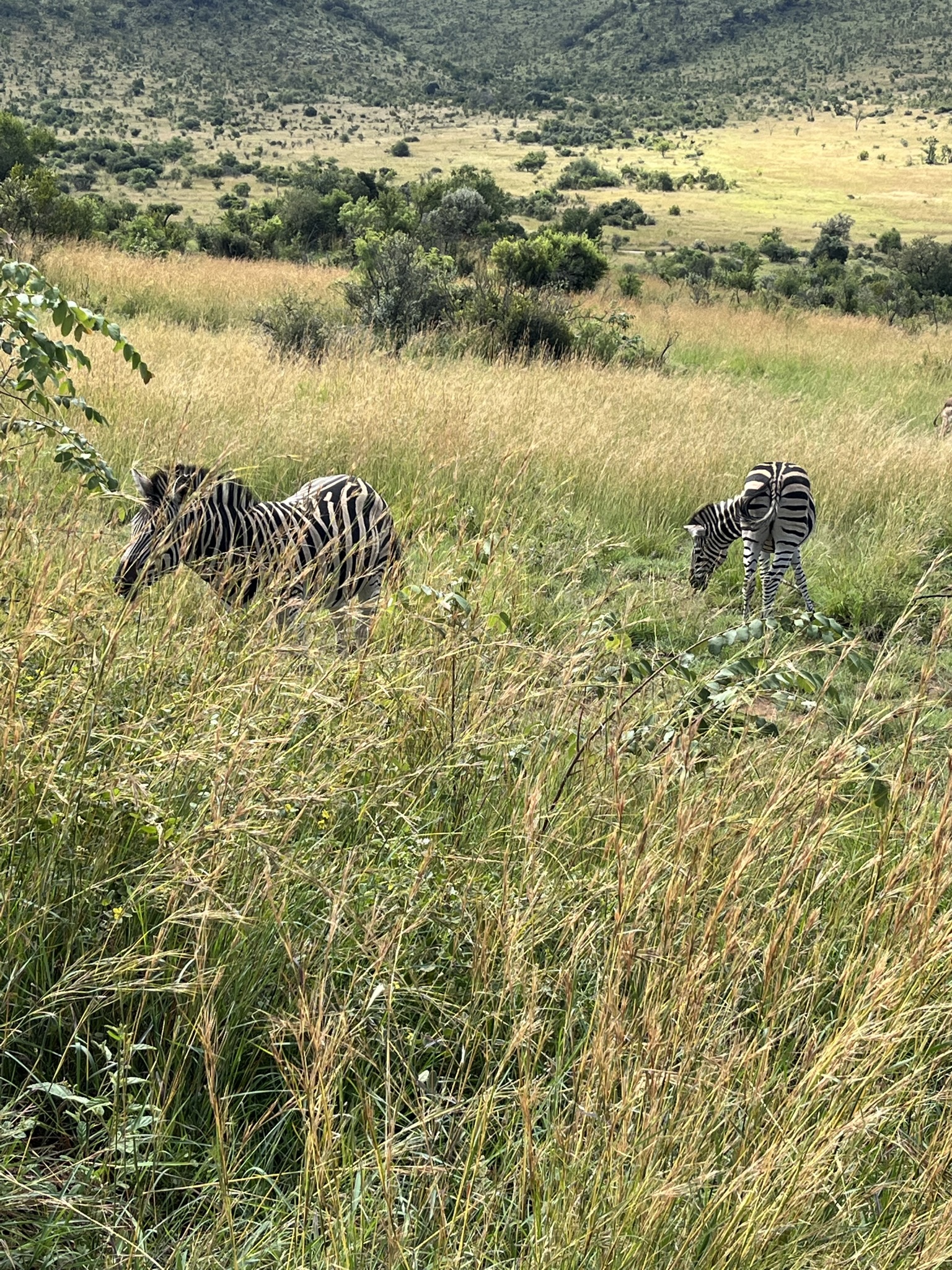 Beachcomber Horse Trails 7 Tage Sand und Safari