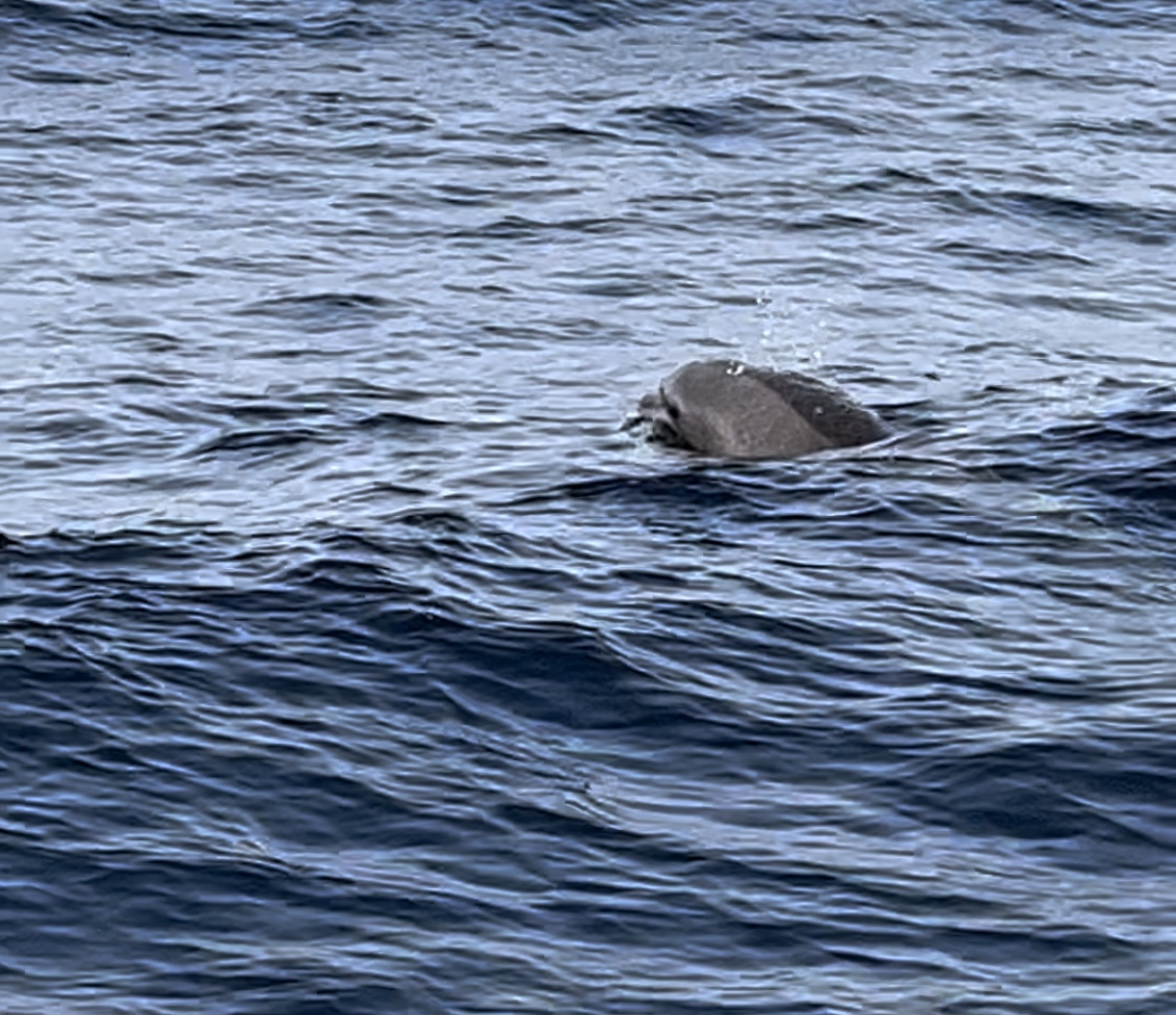 Katamaran Wale- und Delfintour - Teneriffa