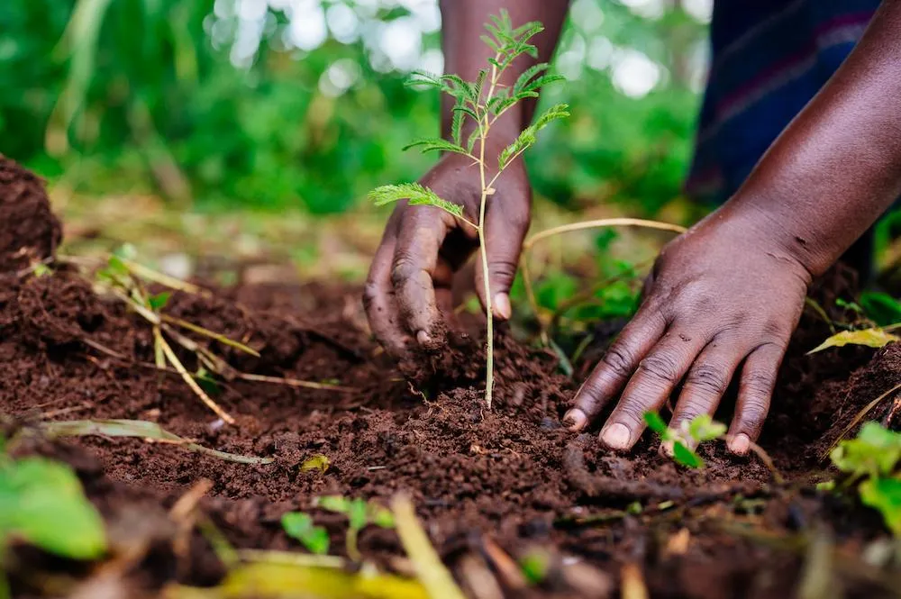 Tanzanian told to keep planted trees alive, not just plant them