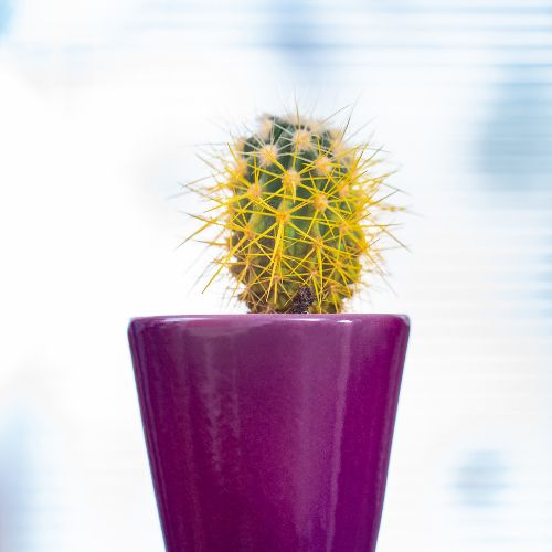 Hup Flora Github - Premium Abstract Illustration Gallery - 8K