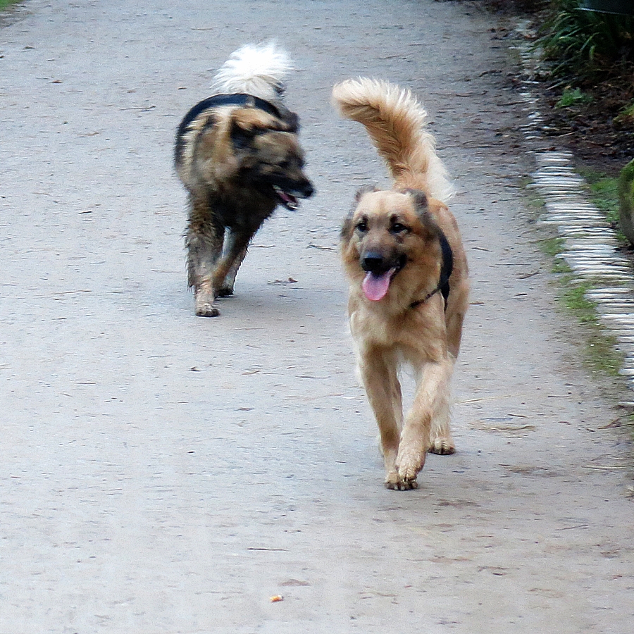 Tara war im schwarzen Modder!