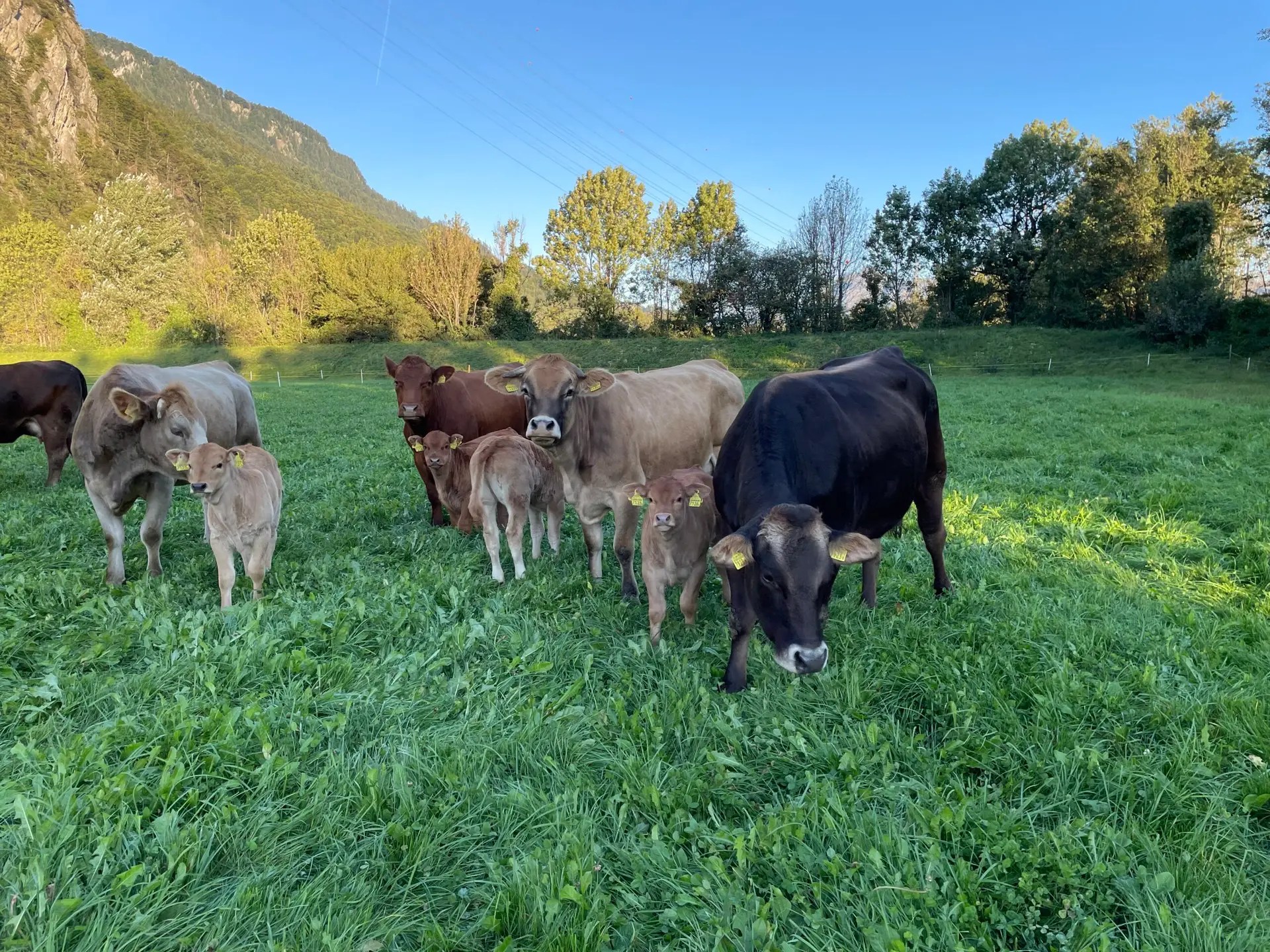 Mutterkühe KälberHerbst Tierwohl