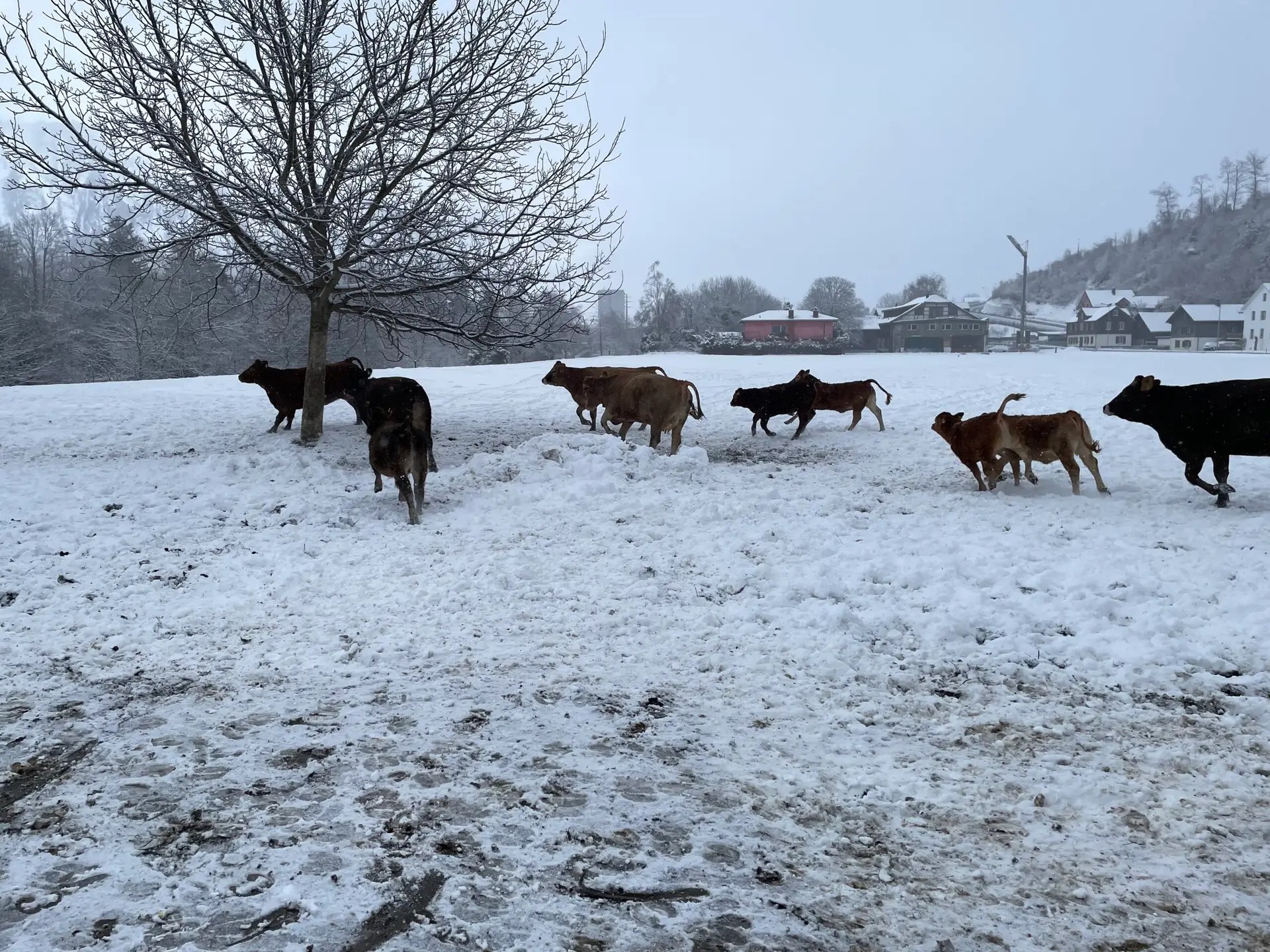 Mutterkühe Kälber Winter