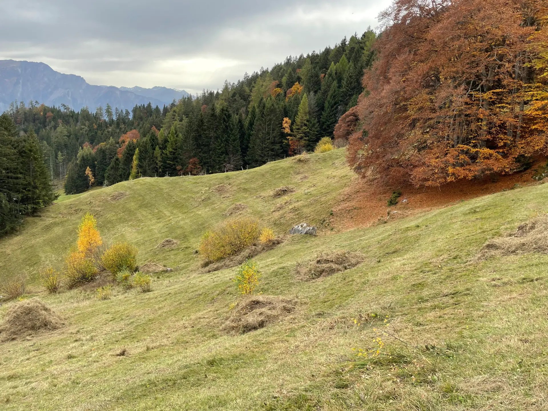Weidepflege Maiensäss