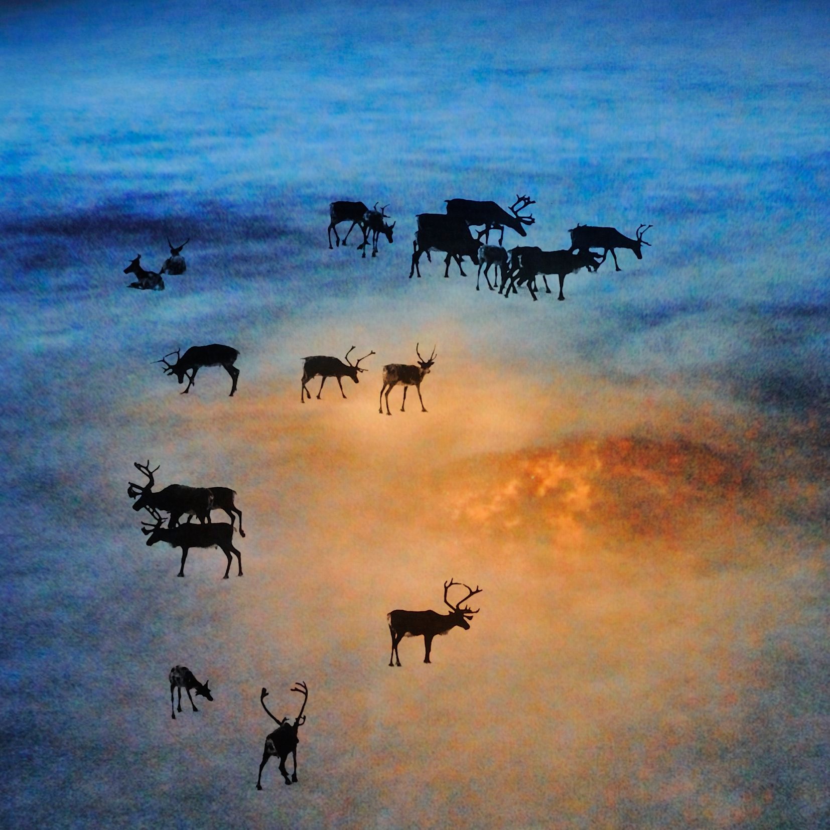 Reindeers Lava