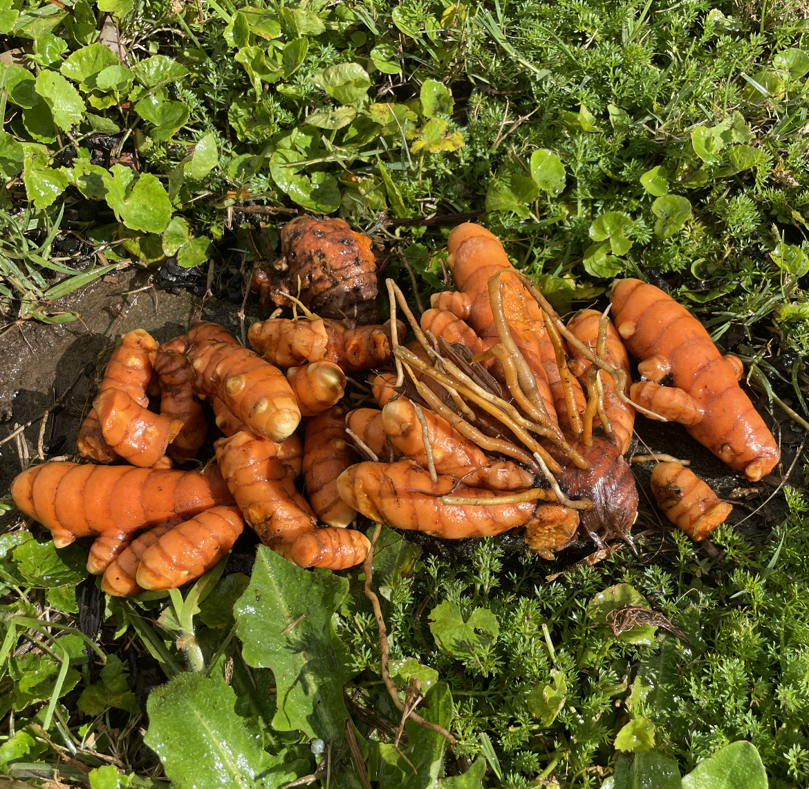 Curcumin wins my Gold Star of Approval ⭐