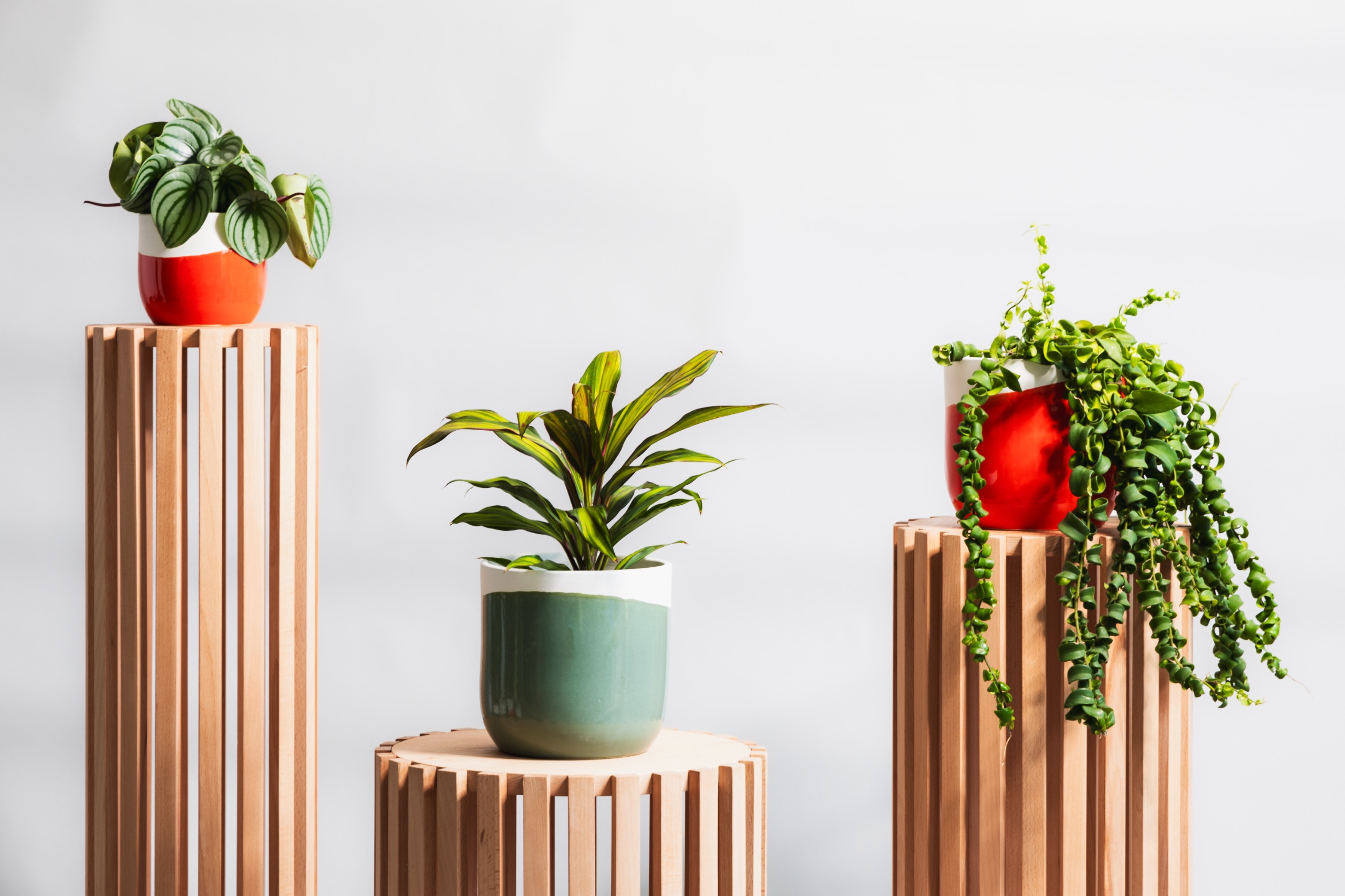 explorer nos collections - Inspirations botaniques et plantes