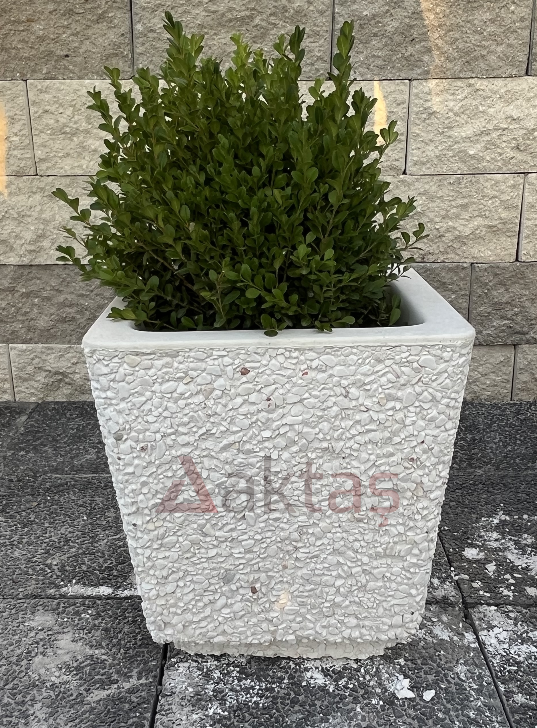 40x40x44 cm boyutlarında, beyaz dolomit taş dokulu kare beton saksı içinde yeşil bir bitki ile dış mekanda kullanılmış hali.