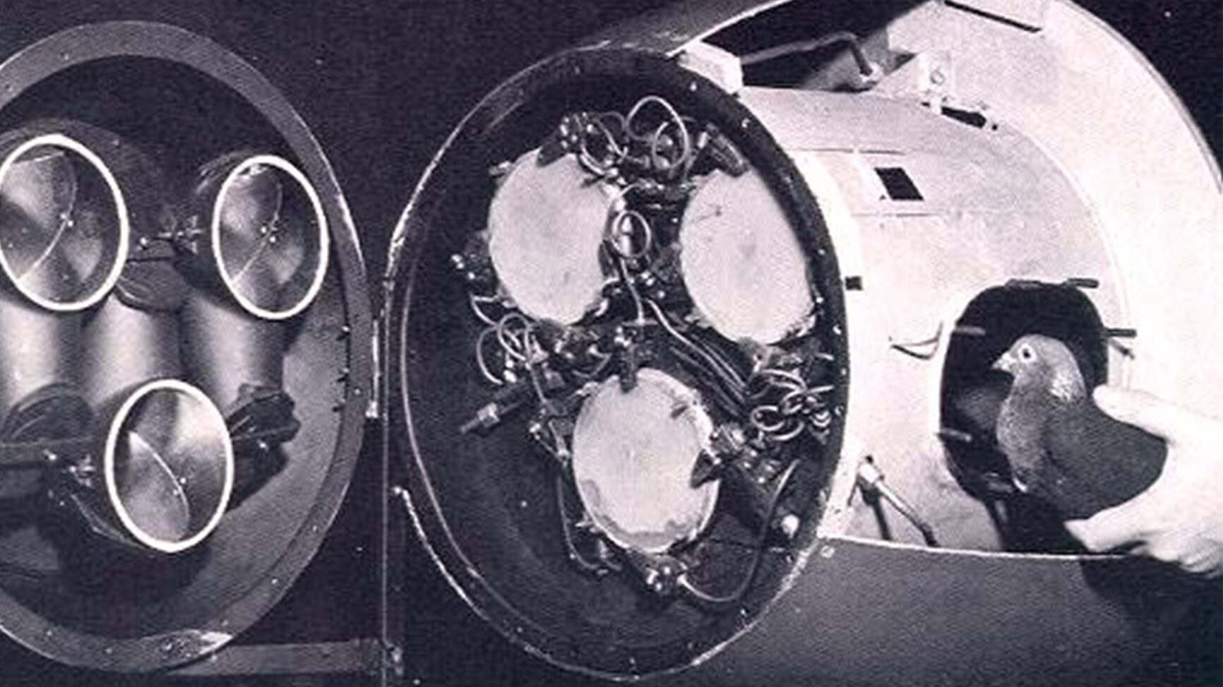 Pigeons Attack Bombs Test Video Moddb - Premium Minimal Pattern Gallery - 8K