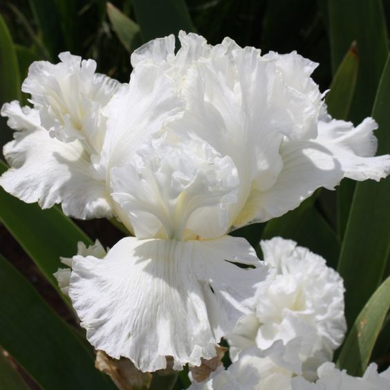Iris