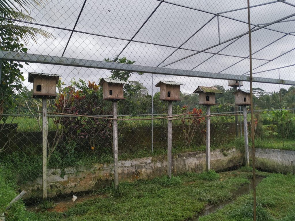Berikut adalah beberapa tips yang . Selamat Pagi Burung Hantu di Banjar Pagi, Selalulah jadi