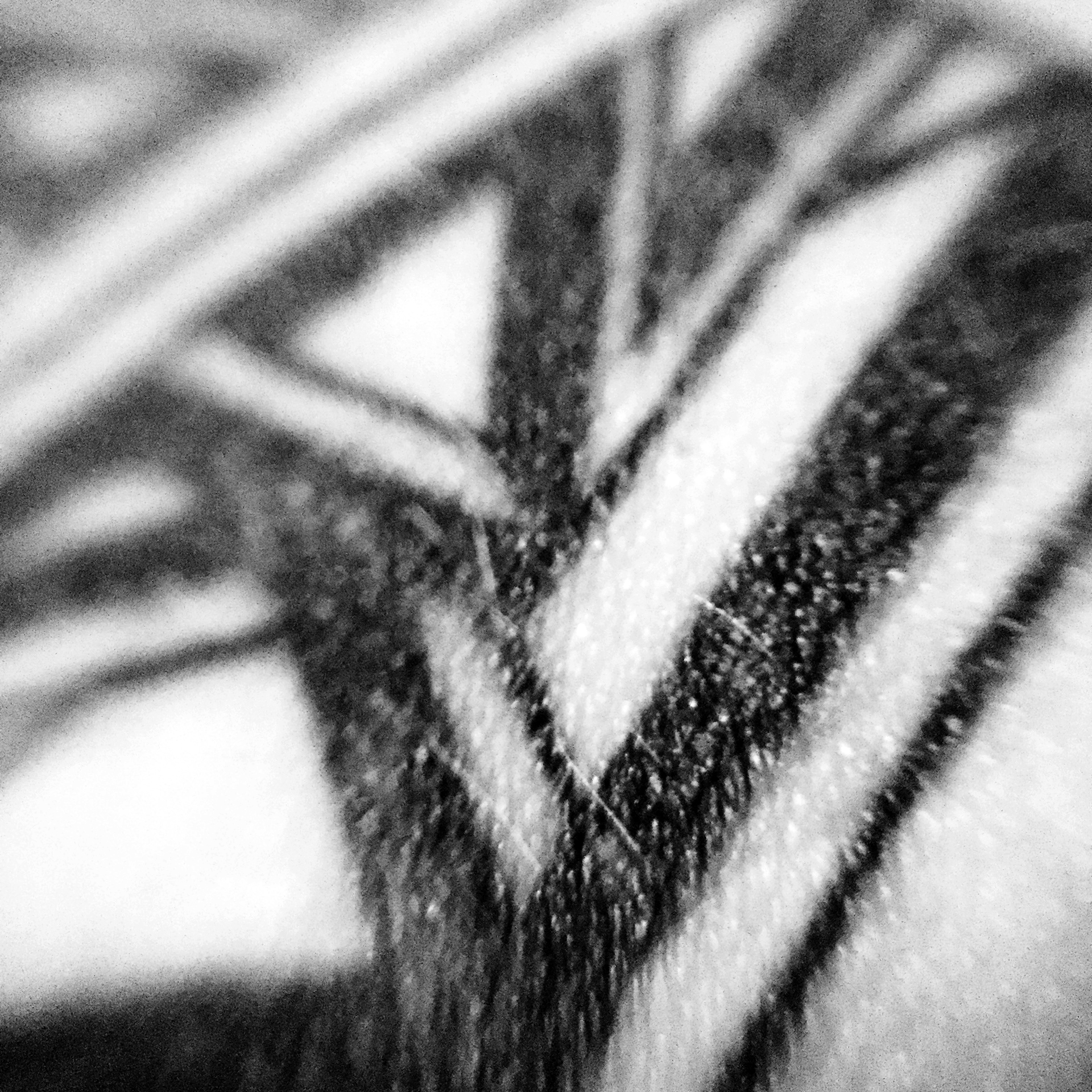PlatonicTat28_w