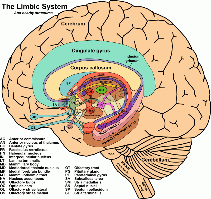 Limbic System - Mobile Abstract Wallpapers for Desktop