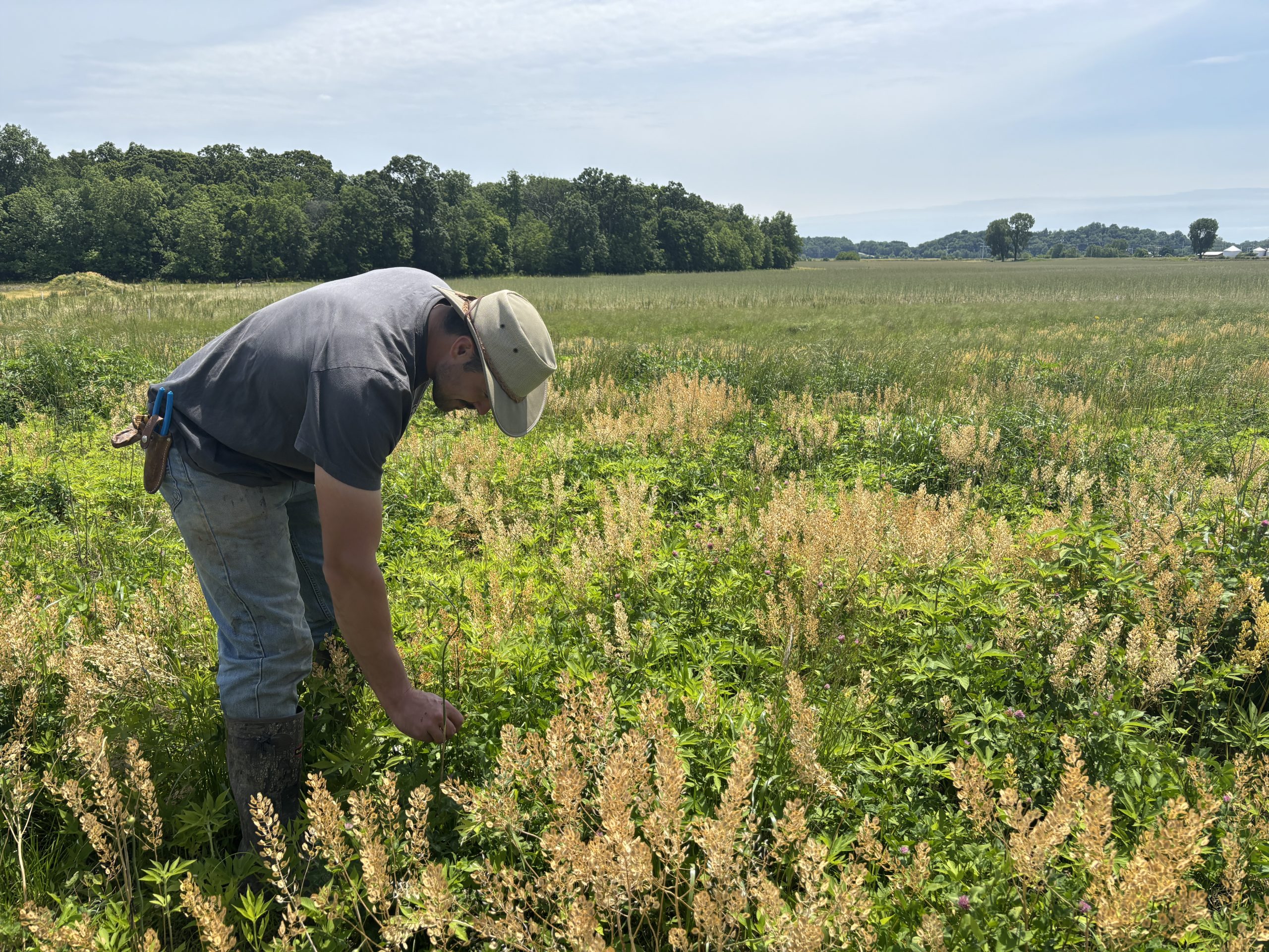 Man harvest red clover buds in a field