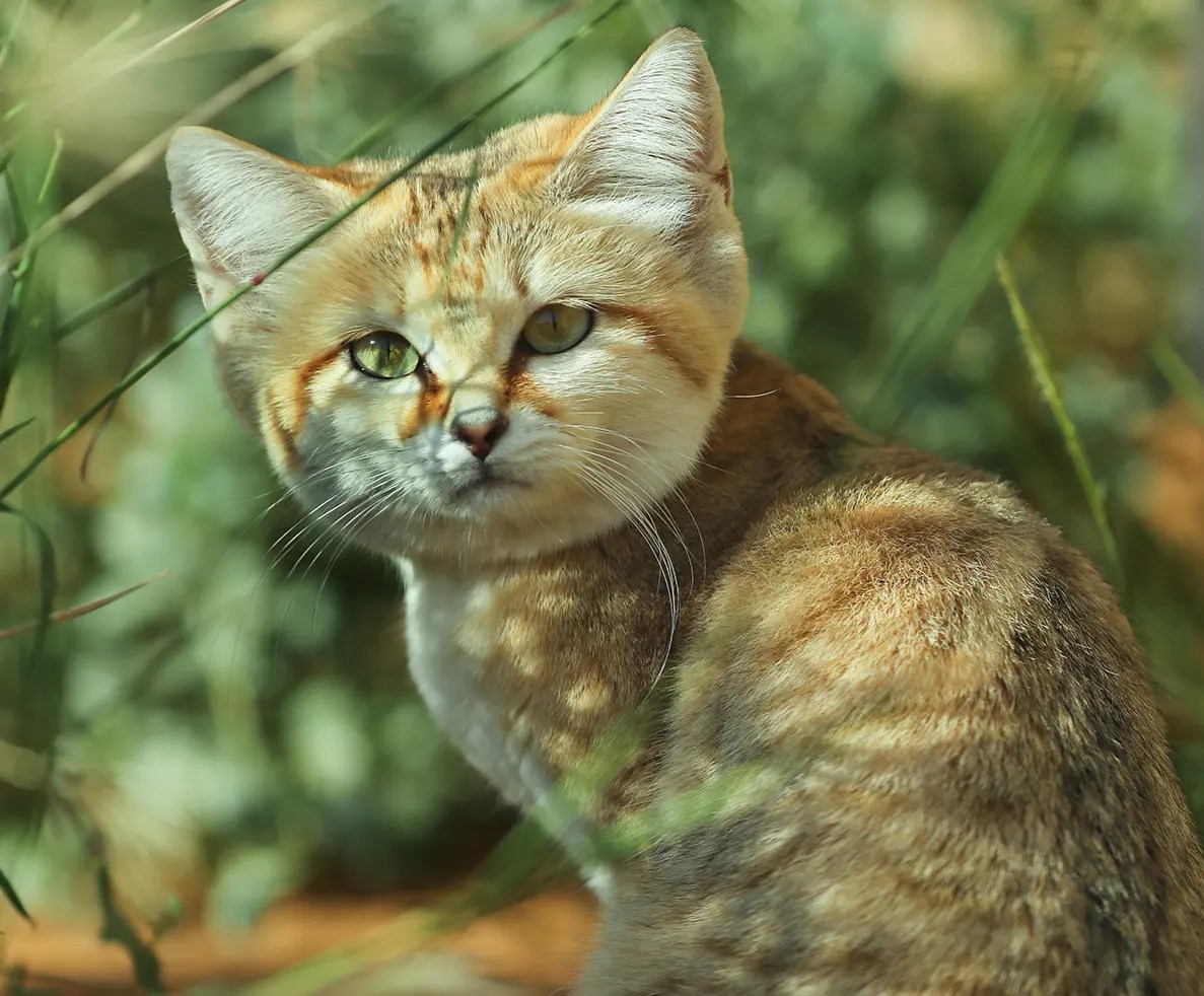 Arabian Sand Cat conservation imagery supplied for the Run for Impact event