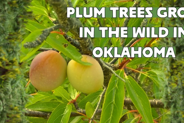 Plum trees grow in the wild in Oklahoma