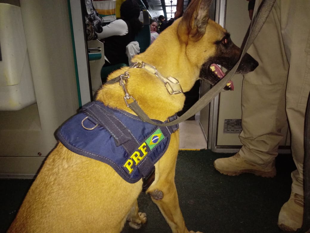PF usa cães farejadores no combate ao tráfico de drogas e armas em trem da linha Vitória-Minas